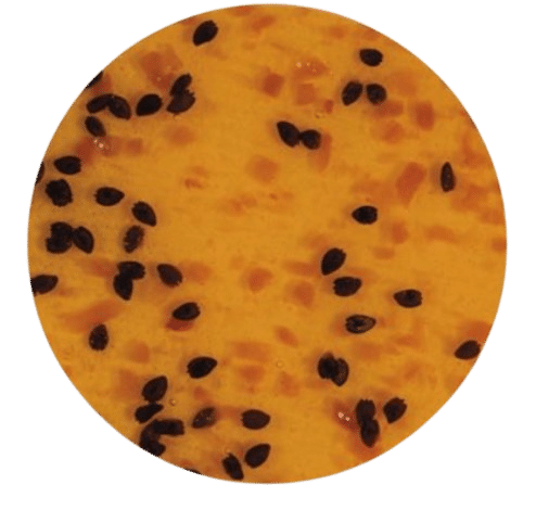 V-N659_VARIEGATO_PASSION_GINGEMBRE_OGELATO-removebg-preview